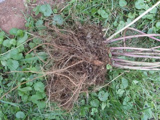 the roots look strong and able to take a transplanting well 