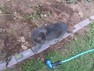 the cat likes to look at the gardening work 