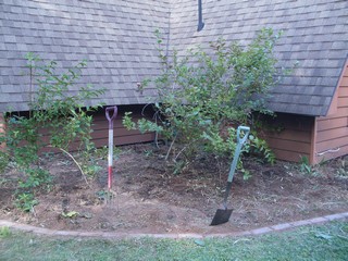 Before and ofter pictures of the garden bed 