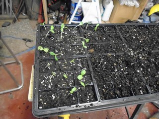 tranplanted the seedlings into 9 packs 