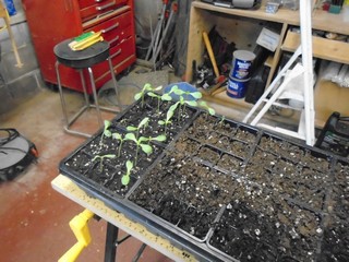   the tray of seedlings plus empty 9-packs 