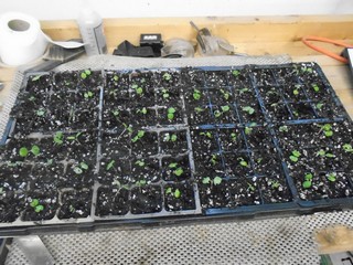 one seed tray of 9-packs  