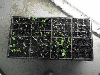  I like to have all plant cells filled  