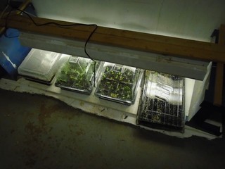 All the trays are placed under the lights   