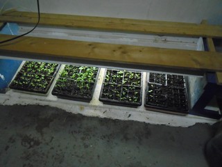 four trays of seedlings under the lights  