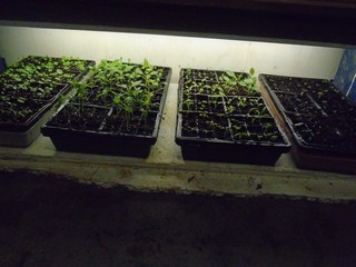 seedilings are left under the lights  