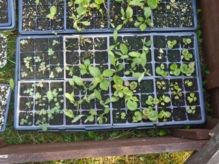 two weeks later in the cold frame   