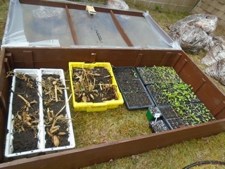  here they are in the cold frame 