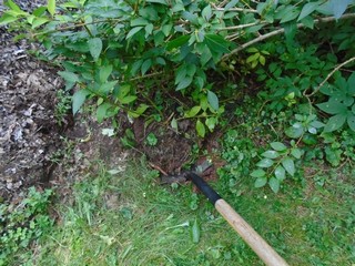 dig around the shrub and lift the root ball