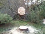 chainsaw tree down image