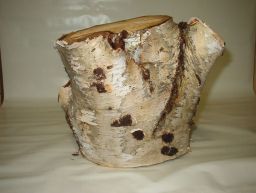 	Initial wood turning design thoughts on the piece of birchwood	