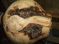 woodturning project: ready to hollow