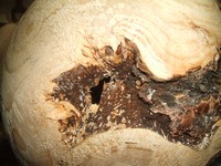 wood turning project: burl challenges
