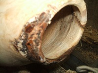 wood turning project: burl lip
