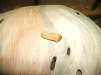 woodturning project: worm holes