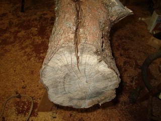 cracks in the end of the log