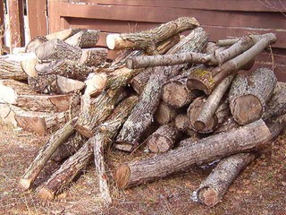 firewood lengths waiting to be cut into shorter pieces